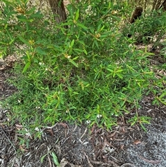 Phebalium woombye at Woorim, QLD - 13 Jan 2025 by lbradley