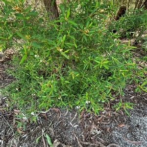 Phebalium woombye at Woorim, QLD by lbradley