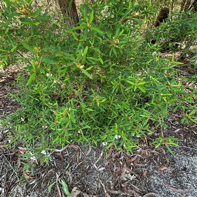 Phebalium woombye at Woorim, QLD - 13 Jan 2025 by lbradley