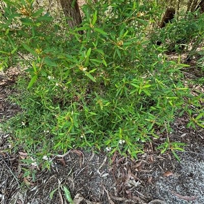 Phebalium woombye at Woorim, QLD - 13 Jan 2025 by lbradley