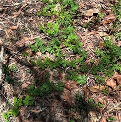 Unidentified Other Wildflower or Herb at Woorim, QLD - 13 Jan 2025 by lbradley