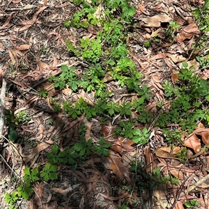 Unidentified Other Wildflower or Herb at Woorim, QLD by lbradley