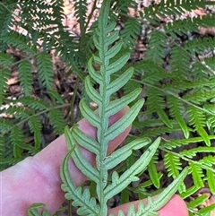 Pteridium esculentum at Woorim, QLD - 13 Jan 2025 by lbradley