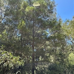 Casuarina equisetifolia subsp. incana at Woorim, QLD - 13 Jan 2025 by lbradley