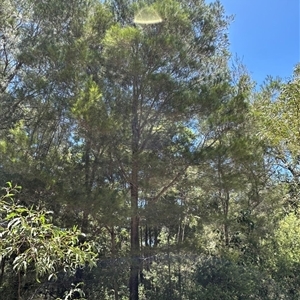 Casuarina equisetifolia subsp. incana at Woorim, QLD by lbradley