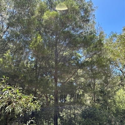 Casuarina equisetifolia subsp. incana at Woorim, QLD - 13 Jan 2025 by lbradley