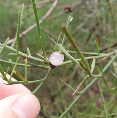 Leptomeria drupacea at Fern Tree, TAS - 12 Jan 2025 by Detritivore