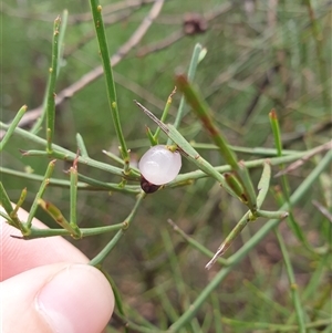 Leptomeria drupacea at Fern Tree, TAS by Detritivore