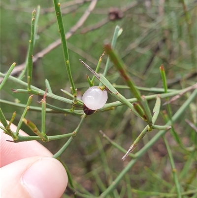 Leptomeria drupacea at Fern Tree, TAS - 12 Jan 2025 by Detritivore