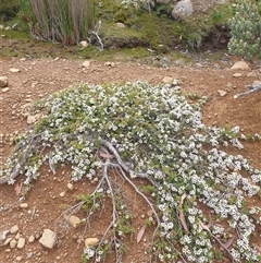 Leptospermum rupestre at Wellington Park, TAS - 13 Jan 2025 by Detritivore