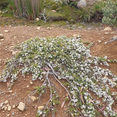 Leptospermum rupestre at Wellington Park, TAS - 13 Jan 2025 by Detritivore