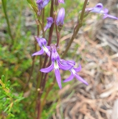 Lobelia browniana at Fern Tree, TAS - 12 Jan 2025 by Detritivore