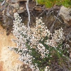 Olearia algida (Alpine Daisy Bush) at Wellington Park, TAS - 13 Jan 2025 by Detritivore