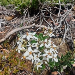 Olearia erubescens (Silky Daisybush) at Wellington Park, TAS - 13 Jan 2025 by Detritivore