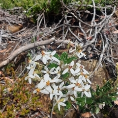 Olearia erubescens at Wellington Park, TAS - 13 Jan 2025 by Detritivore