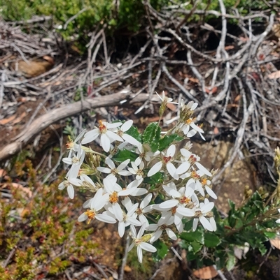 Olearia erubescens (Silky Daisybush) at Wellington Park, TAS - 13 Jan 2025 by Detritivore