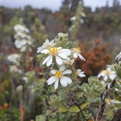 Olearia obcordata at Wellington Park, TAS - 13 Jan 2025 by Detritivore