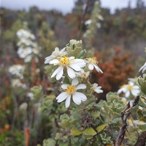 Olearia obcordata at Wellington Park, TAS by Detritivore