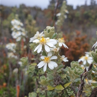 Olearia obcordata at Wellington Park, TAS - 13 Jan 2025 by Detritivore