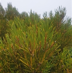 Unidentified Other Shrub at Wellington Park, TAS - 13 Jan 2025 by Detritivore