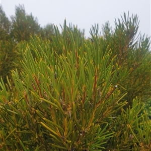 Unidentified Other Shrub at Wellington Park, TAS by Detritivore