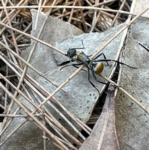 Polyrhachis sp. (ammon grouping) at Woorim, QLD - 13 Jan 2025 01:07 PM