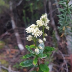 Tetracarpea tasmania at Wellington Park, TAS - 13 Jan 2025 by Detritivore