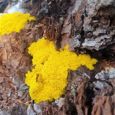 Unidentified Slime Mould at Wellington Park, TAS - 13 Jan 2025 by Detritivore