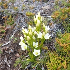 Gentianella sp. at Wellington Park, TAS - 13 Jan 2025 by Detritivore