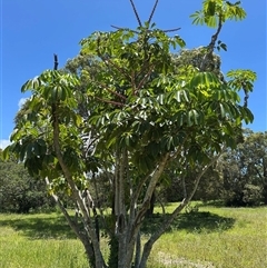 Heptapleurum actinophyllum at Woorim, QLD - 13 Jan 2025 by lbradley