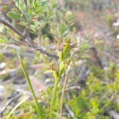 Prasophyllum sp. at Wellington Park, TAS - 13 Jan 2025 by Detritivore