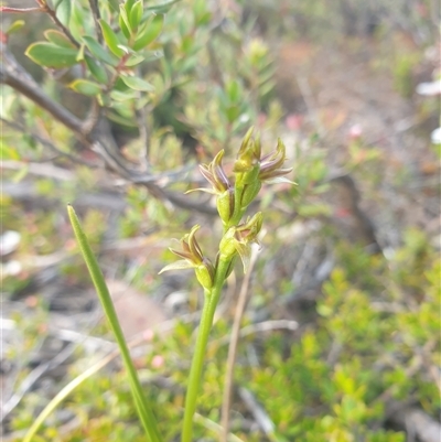 Prasophyllum sp. at Wellington Park, TAS - 13 Jan 2025 by Detritivore