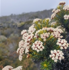 Ozothamnus ledifolius (Kerosene Bush) at Wellington Park, TAS - 13 Jan 2025 by Detritivore