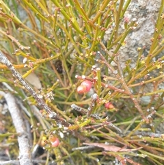 Exocarpos humifusus at Wellington Park, TAS - 13 Jan 2025 by Detritivore