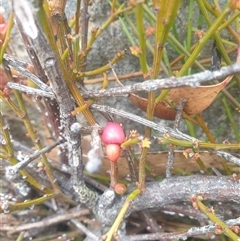 Exocarpos humifusus at Wellington Park, TAS - 13 Jan 2025 04:05 PM