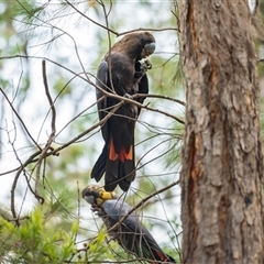 Calyptorhynchus lathami lathami (Glossy Black-Cockatoo) at Thirlmere, NSW - 13 Jan 2025 by poida84