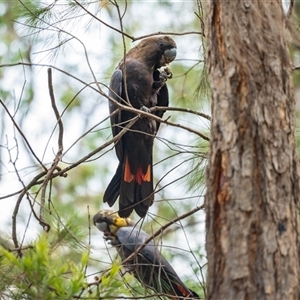 Calyptorhynchus lathami lathami at Thirlmere, NSW - suppressed