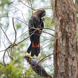 Calyptorhynchus lathami lathami at Thirlmere, NSW by poida84