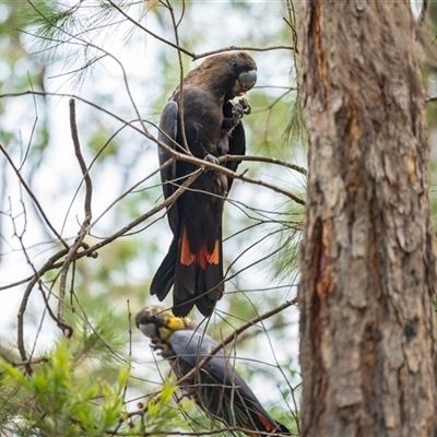 Calyptorhynchus lathami lathami (Glossy Black-Cockatoo) at Thirlmere, NSW - 13 Jan 2025 by poida84