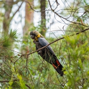 Calyptorhynchus lathami lathami at Thirlmere, NSW - suppressed