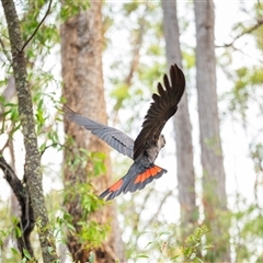 Calyptorhynchus lathami lathami at Thirlmere, NSW - suppressed