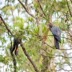 Calyptorhynchus lathami lathami at Thirlmere, NSW - suppressed