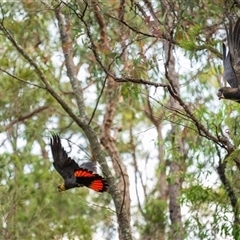 Calyptorhynchus lathami lathami at Thirlmere, NSW - suppressed