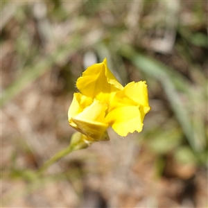 Goodenia pinnatifida (Scrambled Eggs) at Gundary, NSW by RobG1