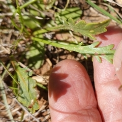 Goodenia pinnatifida at Gundary, NSW - 6 Nov 2024