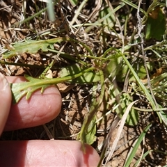 Goodenia pinnatifida at Gundary, NSW - 6 Nov 2024 11:10 AM