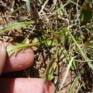 Goodenia pinnatifida at Gundary, NSW - 6 Nov 2024 11:10 AM