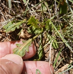 Goodenia pinnatifida at Gundary, NSW - 6 Nov 2024 11:10 AM