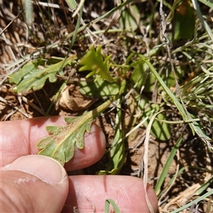 Goodenia pinnatifida at Gundary, NSW - 6 Nov 2024 11:10 AM