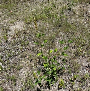 Crotalaria pallida subsp. obovata at Woorim, QLD by lbradley